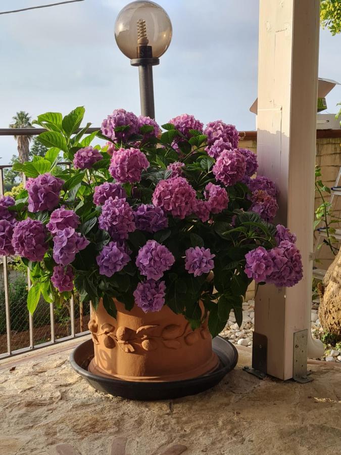 B&B La Casa Di Martina Zambrone Quarto foto